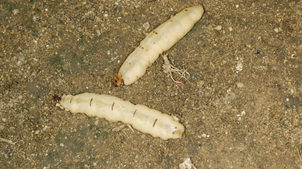 Kammerjäger in der Nähe - Schädlingsbekämpfung Alsdorf - Schädlingsjäger Alsdorf - Kammerjäger - Schädlingsbekämpfung - Wespen - Ameisen - Maden - Mäuse - Ratten