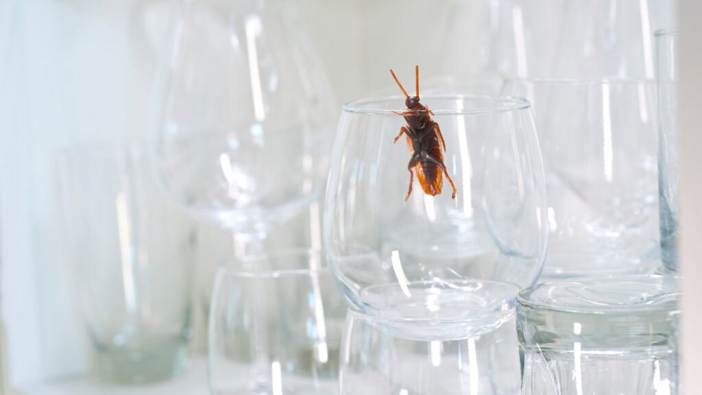 Kammerjäger in der Nähe - Schädlingsbekämpfung Alsdorf - Schädlingsjäger Alsdorf - Kammerjäger - Schädlingsbekämpfung - Wespen - Ameisen - Maden - Mäuse - Ratten