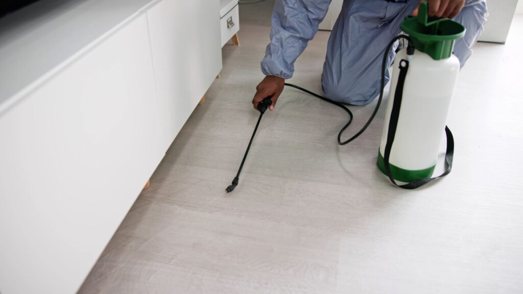 Schädlingsbekämpfung Alsdorf - Schädlingsjäger Alsdorf - Kammerjäger - Schädlingsbekämpfung - Wespen - Ameisen - Maden - Mäuse - Ratten