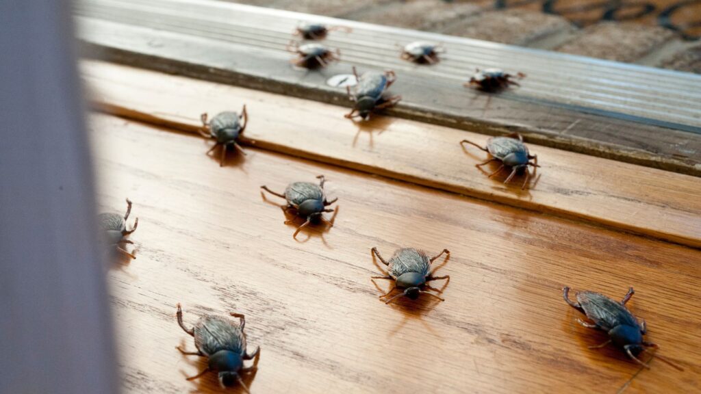 Schädlingsbekämpfung Alsdorf - Schädlingsjäger Alsdorf - Kammerjäger - Schädlingsbekämpfung - Wespen - Ameisen - Maden - Mäuse - Ratten