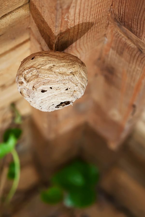 Kammerjäger in der Nähe - Schädlingsbekämpfung Alsdorf - Schädlingsjäger Alsdorf - Kammerjäger - Schädlingsbekämpfung - Wespen - Ameisen - Maden - Mäuse - Ratten