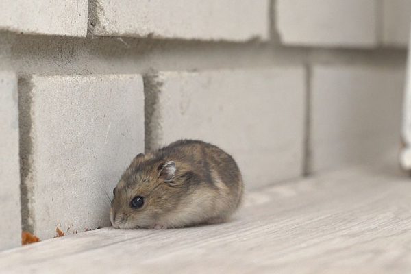 Mäusebekämpfung Alsdorf - Schädlingsjäger Alsdorf - Schädlingsbekämpfung - Kammerjäger - Wespen - Ameisen - Ratten - Mäuse - Motten - Schädlinge bekämpfen