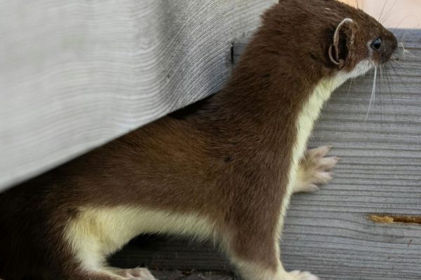 Marderbekämpfung Alsdorf - Schädlingsjäger Alsdorf - Schädlingsbekämpfung - Kammerjäger - Wespen - Ameisen - Ratten - Mäuse - Motten - Schädlinge bekämpfen