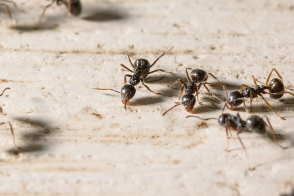Mottenbekämpfung Alsdorf - Schädlingsjäger Alsdorf - Schädlingsbekämpfung - Kammerjäger - Wespen - Ameisen - Ratten - Mäuse - Motten - Schädlinge bekämpfen (1)