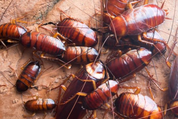 Mottenbekämpfung Alsdorf - Schädlingsjäger Alsdorf - Schädlingsbekämpfung - Kammerjäger - Wespen - Ameisen - Ratten - Mäuse - Motten - Schädlinge bekämpfen (2)