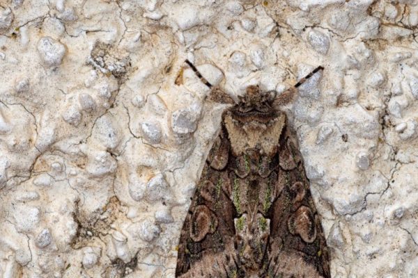 Mottenbekämpfung Alsdorf - Schädlingsjäger Alsdorf - Schädlingsbekämpfung - Kammerjäger - Wespen - Ameisen - Ratten - Mäuse - Motten - Schädlinge bekämpfen