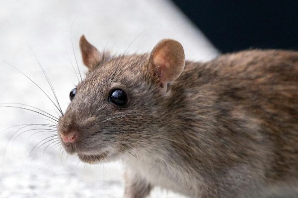 Rattenbekämpfung Alsdorf - Schädlingsjäger Alsdorf - Schädlingsbekämpfung - Kammerjäger - Wespen - Ameisen - Ratten - Mäuse - Motten - Schädlinge bekämpfen