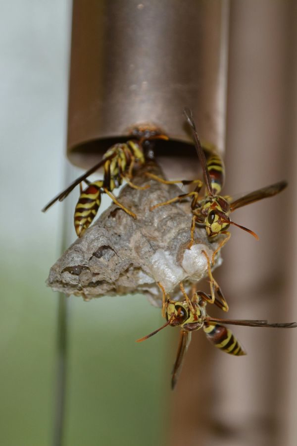 Schädlingsbekämpfung Alsdorf - Schädlingsjäger Alsdorf - Kammerjäger - Schädlingsbekämpfung - Wespen - Ameisen - Maden - Mäuse - Ratten