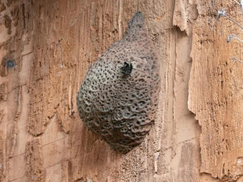 Schädlingsjäger Alsdorf - Schädlingsbekämpfung - Kammerjäger - Wespen - Ameisen - Ratten - Mäuse - Motten - Schädlinge bekämpfen (11)