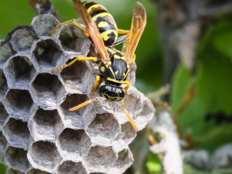 Schädlingsjäger Alsdorf - Schädlingsbekämpfung - Kammerjäger - Wespen - Ameisen - Ratten - Mäuse - Motten - Schädlinge bekämpfen (12)