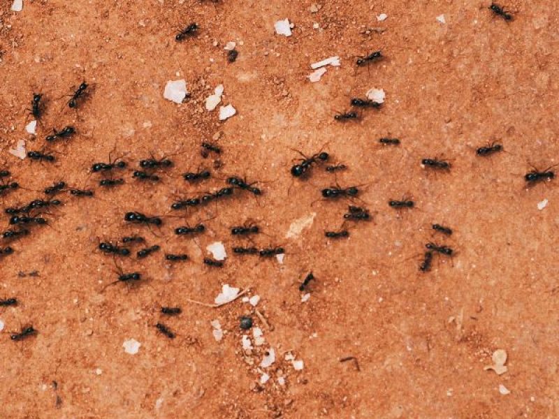 Schädlingsjäger Alsdorf - Schädlingsbekämpfung - Kammerjäger - Wespen - Ameisen - Ratten - Mäuse - Motten - Schädlinge bekämpfen (14)