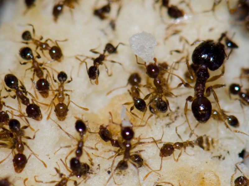 Schädlingsjäger Alsdorf - Schädlingsbekämpfung - Kammerjäger - Wespen - Ameisen - Ratten - Mäuse - Motten - Schädlinge bekämpfen (15)