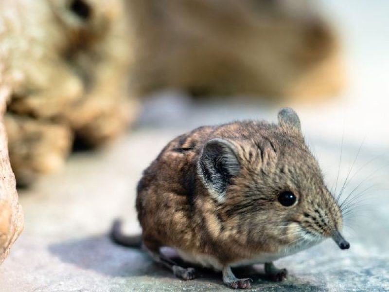 Schädlingsjäger Alsdorf - Schädlingsbekämpfung - Kammerjäger - Wespen - Ameisen - Ratten - Mäuse - Motten - Schädlinge bekämpfen (20)