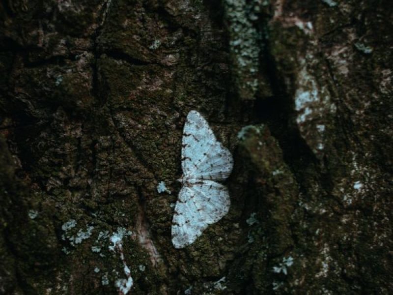 Schädlingsjäger Alsdorf - Schädlingsbekämpfung - Kammerjäger - Wespen - Ameisen - Ratten - Mäuse - Motten - Schädlinge bekämpfen