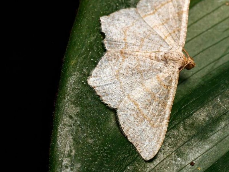 Schädlingsjäger Alsdorf - Schädlingsbekämpfung - Kammerjäger - Wespen - Ameisen - Ratten - Mäuse - Motten - Schädlinge bekämpfen (23)