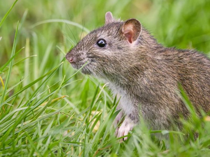 Schädlingsjäger Alsdorf - Schädlingsbekämpfung - Kammerjäger - Wespen - Ameisen - Ratten - Mäuse - Motten - Schädlinge bekämpfen (24)