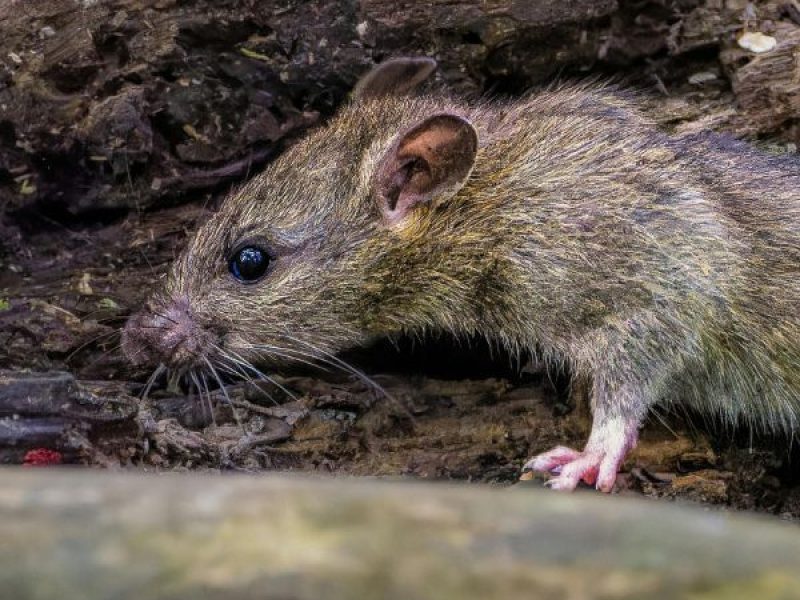 Schädlingsjäger Alsdorf - Schädlingsbekämpfung - Kammerjäger - Wespen - Ameisen - Ratten - Mäuse - Motten - Schädlinge bekämpfen (25)