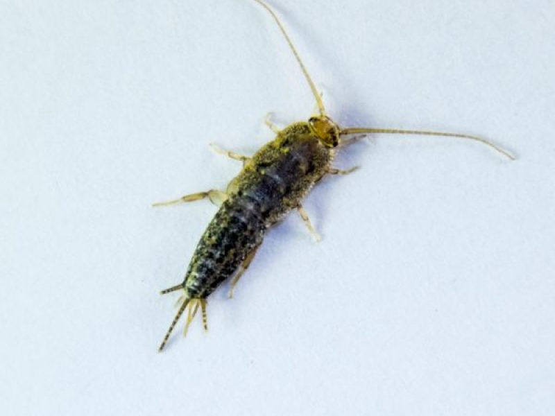 Schädlingsjäger Alsdorf - Schädlingsbekämpfung - Kammerjäger - Wespen - Ameisen - Ratten - Mäuse - Motten - Schädlinge bekämpfen (28)