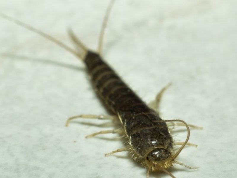 Schädlingsjäger Alsdorf - Schädlingsbekämpfung - Kammerjäger - Wespen - Ameisen - Ratten - Mäuse - Motten - Schädlinge bekämpfen (29)