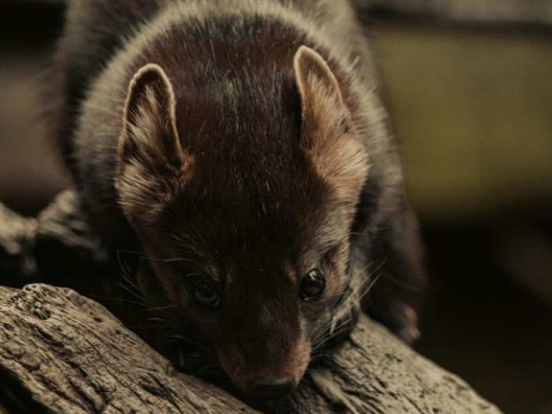 Schädlingsjäger Alsdorf - Schädlingsbekämpfung - Kammerjäger - Wespen - Ameisen - Ratten - Mäuse - Motten - Schädlinge bekämpfen (30)