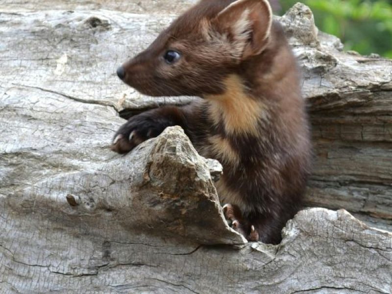 Schädlingsjäger Alsdorf - Schädlingsbekämpfung - Kammerjäger - Wespen - Ameisen - Ratten - Mäuse - Motten - Schädlinge bekämpfen (31)