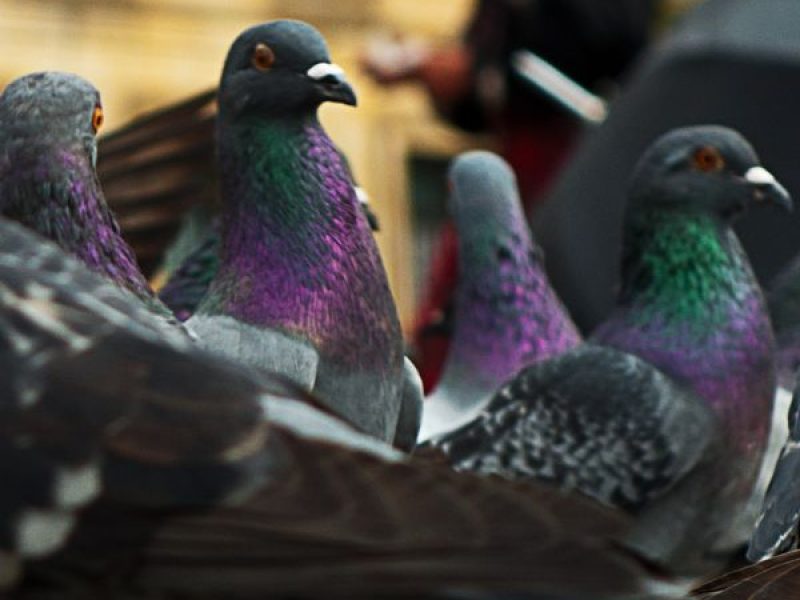 Schädlingsjäger Alsdorf - Schädlingsbekämpfung - Kammerjäger - Wespen - Ameisen - Ratten - Mäuse - Motten - Schädlinge bekämpfen (33)