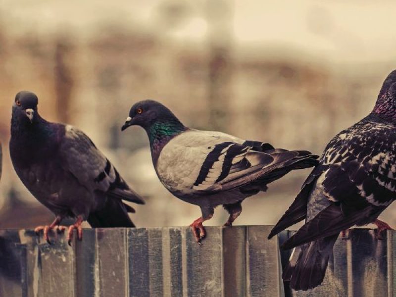 Schädlingsjäger Alsdorf - Schädlingsbekämpfung - Kammerjäger - Wespen - Ameisen - Ratten - Mäuse - Motten - Schädlinge bekämpfen