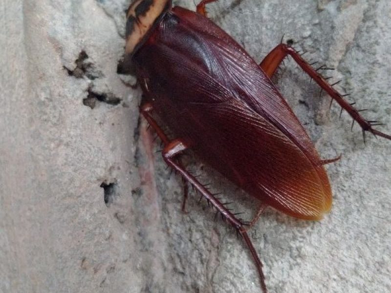 Schädlingsjäger Alsdorf - Schädlingsbekämpfung - Kammerjäger - Wespen - Ameisen - Ratten - Mäuse - Motten - Schädlinge bekämpfen