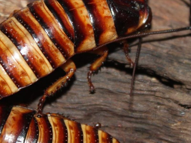 Schädlingsjäger Alsdorf - Schädlingsbekämpfung - Kammerjäger - Wespen - Ameisen - Ratten - Mäuse - Motten - Schädlinge bekämpfen