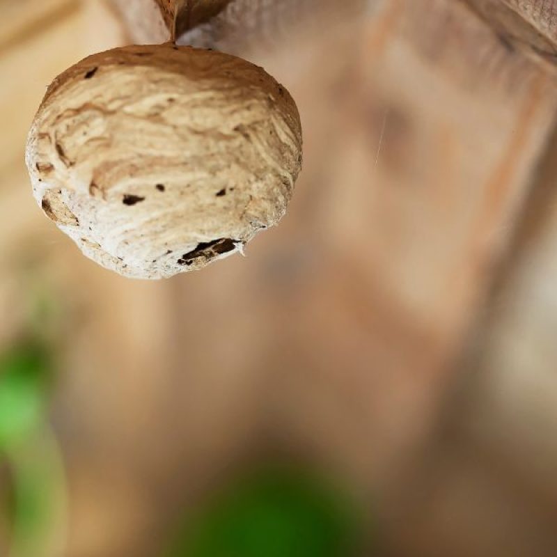 Schädlingsjäger Alsdorf - Schädlingsbekämpfung - Kammerjäger - Wespen - Ameisen - Ratten - Mäuse - Motten - Schädlinge bekämpfen (7)