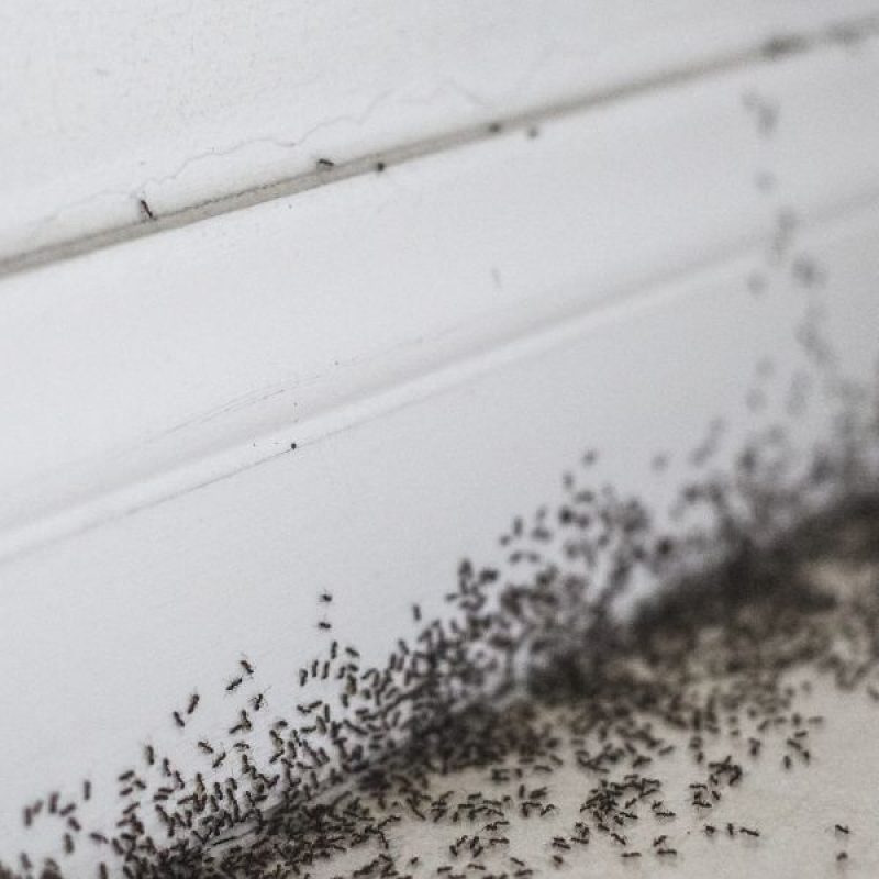 Schädlingsjäger Alsdorf - Schädlingsbekämpfung - Kammerjäger - Wespen - Ameisen - Ratten - Mäuse - Motten - Schädlinge bekämpfen (8)