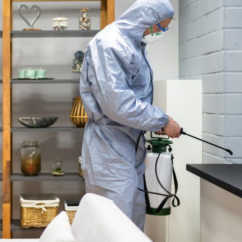 Schädlingsjäger Alsdorf - Schädlingsbekämpfung - Kammerjäger - Wespen - Ameisen - Ratten - Mäuse - Motten - Schädlinge bekämpfen (9)