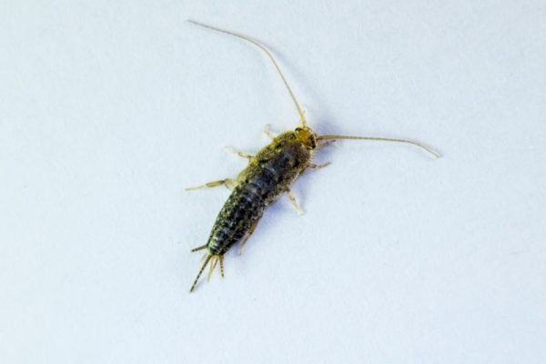 Silberfischbekämpfung Alsdorf - Schädlingsjäger Alsdorf - Schädlingsbekämpfung - Kammerjäger - Wespen - Ameisen - Ratten - Mäuse - Motten - Schädlinge bekämpfen