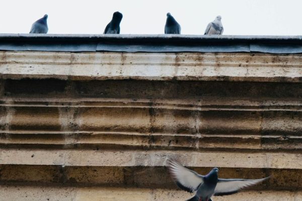 Taubenbekämpfung Alsdorf - Schädlingsjäger Alsdorf - Schädlingsbekämpfung - Kammerjäger - Wespen - Ameisen - Ratten - Mäuse - Motten - Schädlinge bekämpfen
