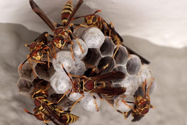 Wespenbekämpfung Alsdorf - Schädlingsjäger Alsdorf - Schädlingsbekämpfung - Kammerjäger - Wespen - Ameisen - Ratten - Mäuse - Motten - Schädlinge bekämpfen